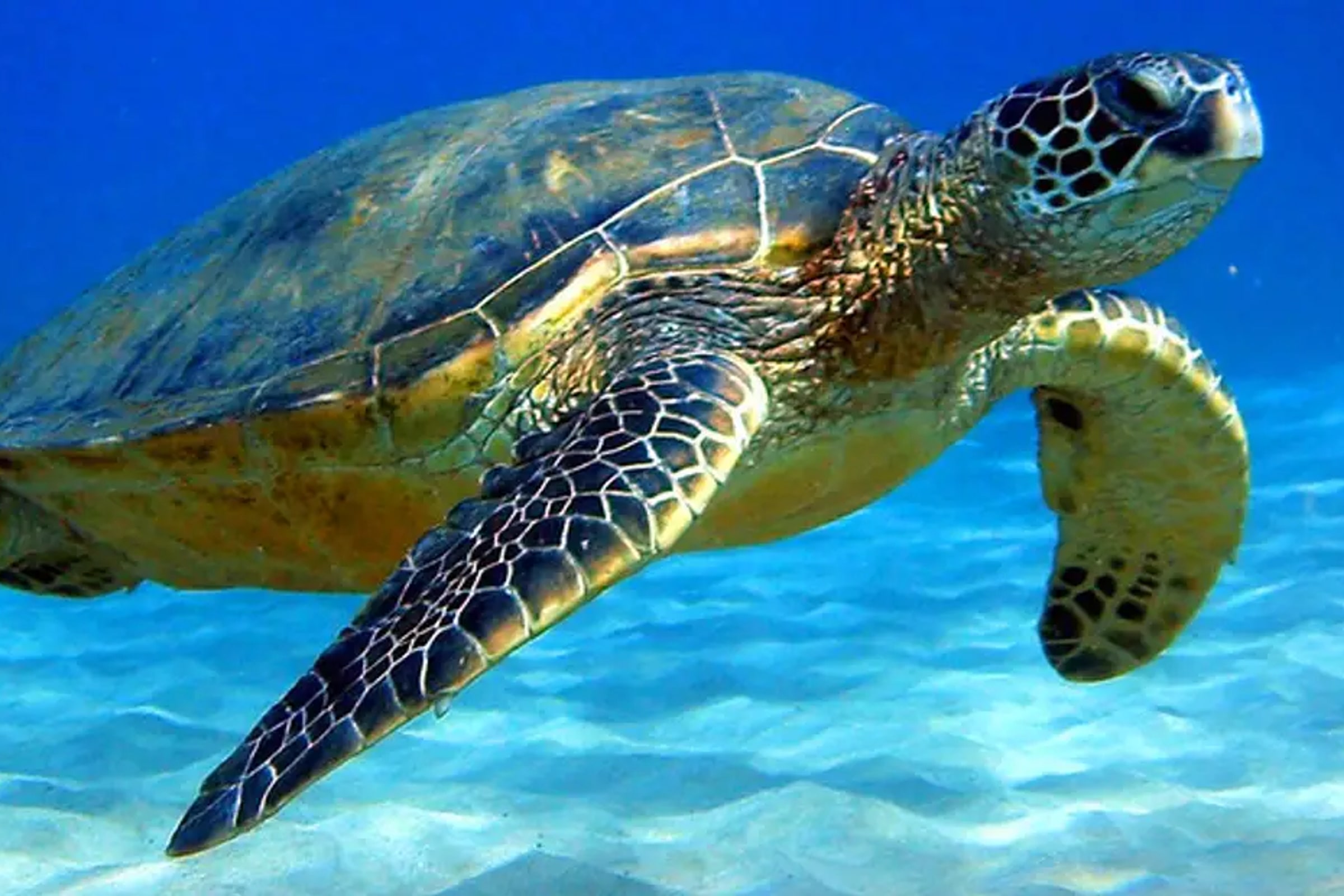 Snorkeling with Sea Turtles at Mirissa